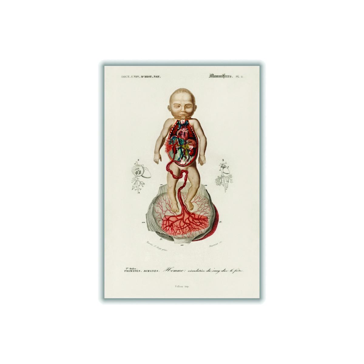 Neutrals Circulation Of The Blood In A Fetus Print Small Stanley Print House – image 1