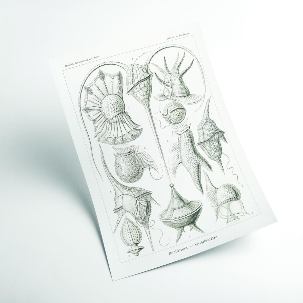 Grey Peridinea-Geikelhütchen By Ernst Haeckel Small Stanley Print House – image 2