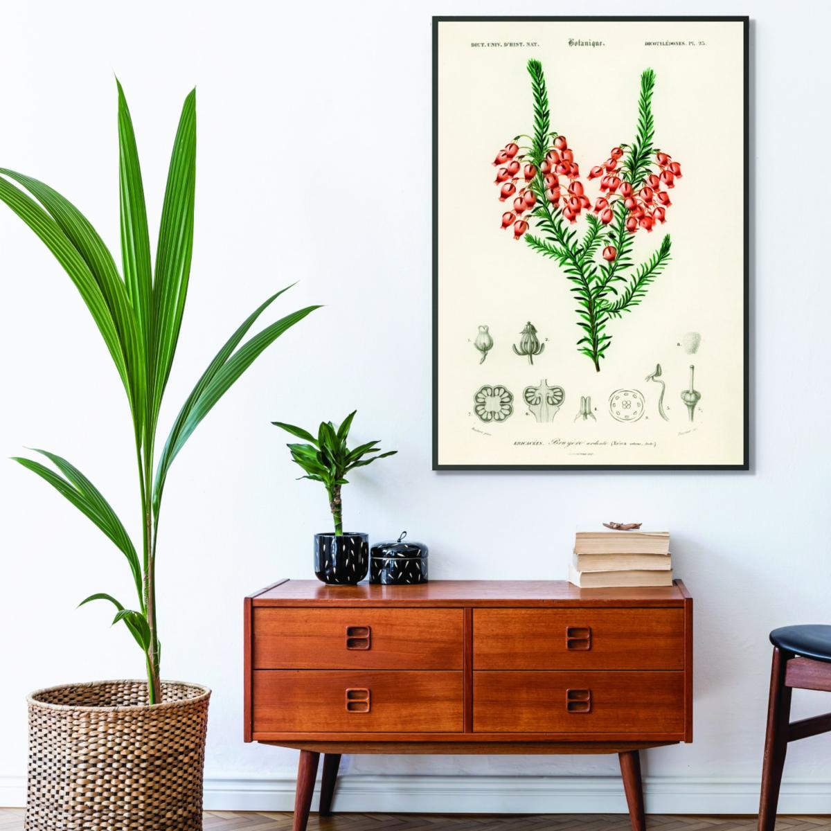Erica Ardens Print A1 594 X 841Mm Stanley Print House – image 3