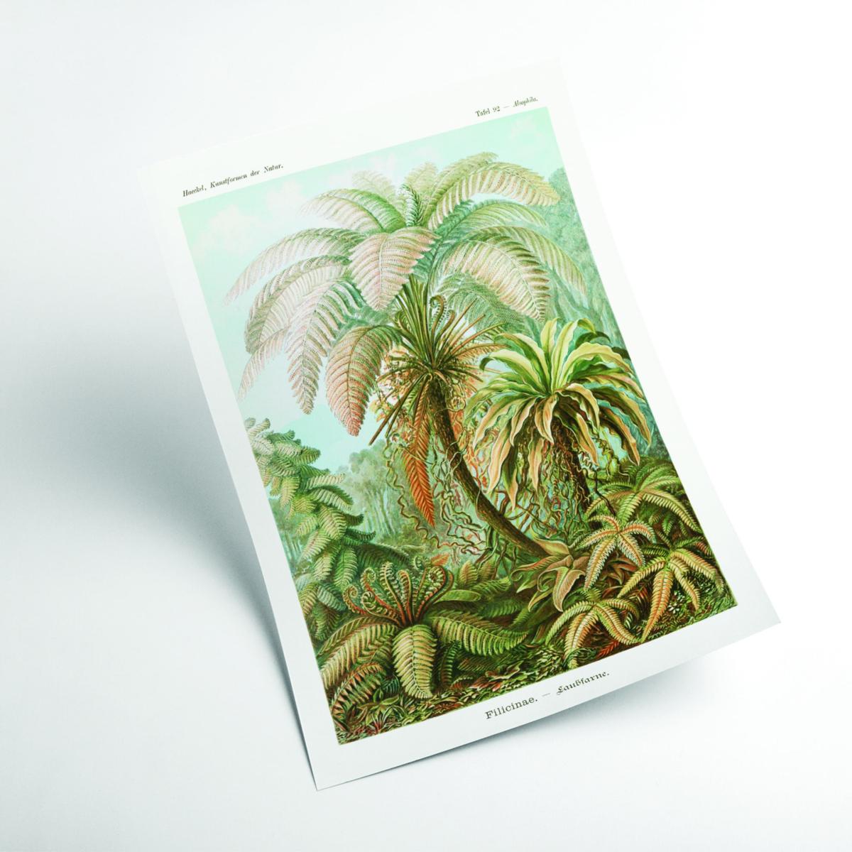 Green Filicinae-Laubfarne Ii By Ernst Haeckel A1 594 X 841Mm Stanley Print House – image 2
