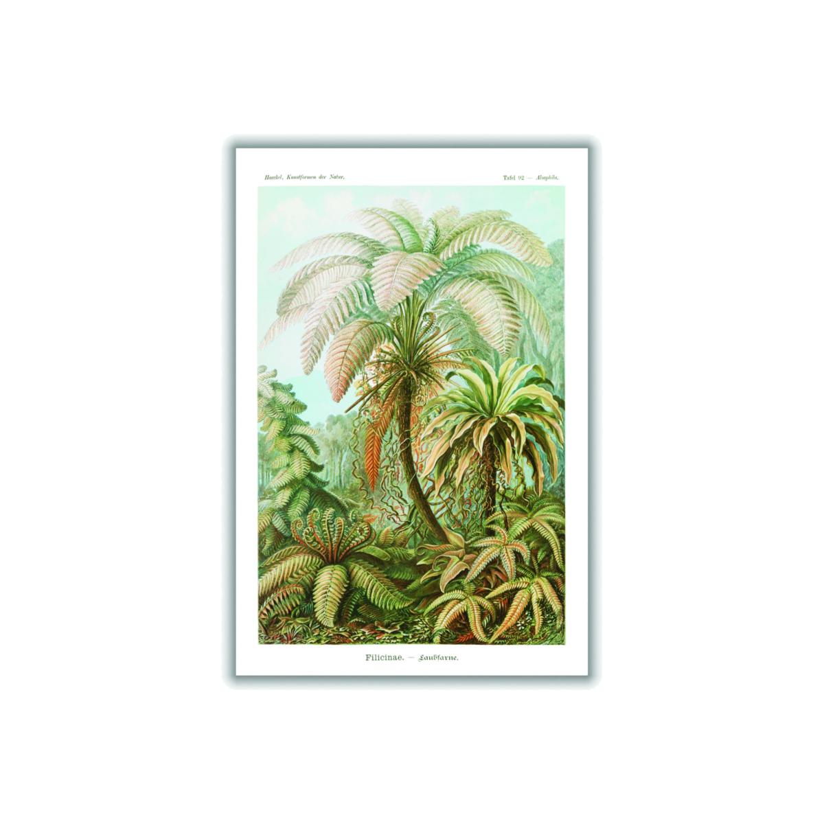 Green Filicinae-Laubfarne Ii By Ernst Haeckel A1 594 X 841Mm Stanley Print House – image 1