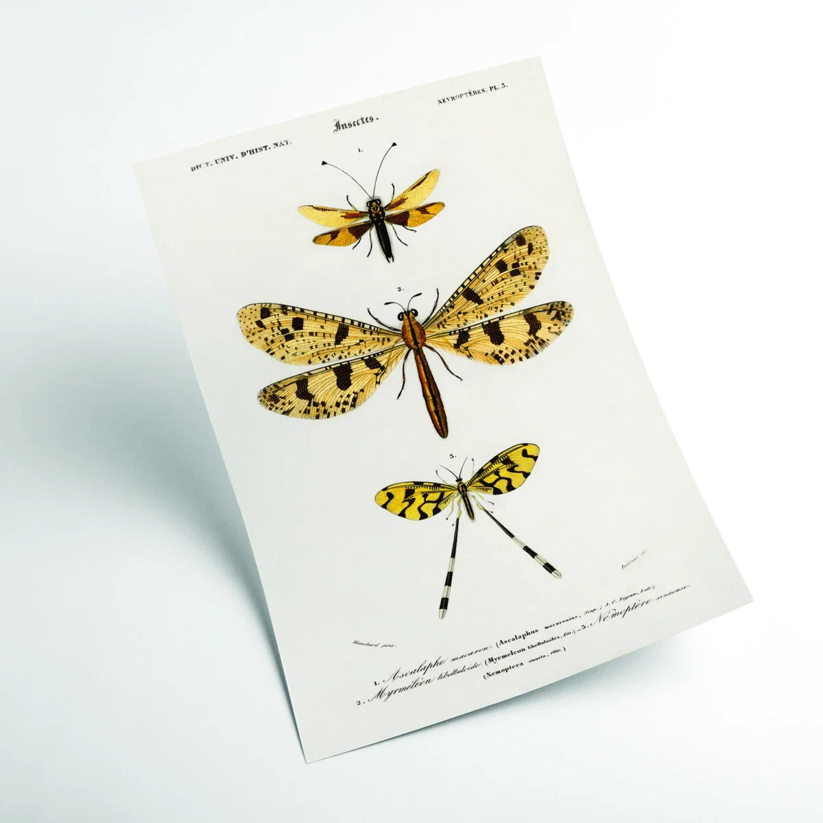 Yellow / Orange Collection Of Insects Ii Print Xxs Stanley Print House – image 2