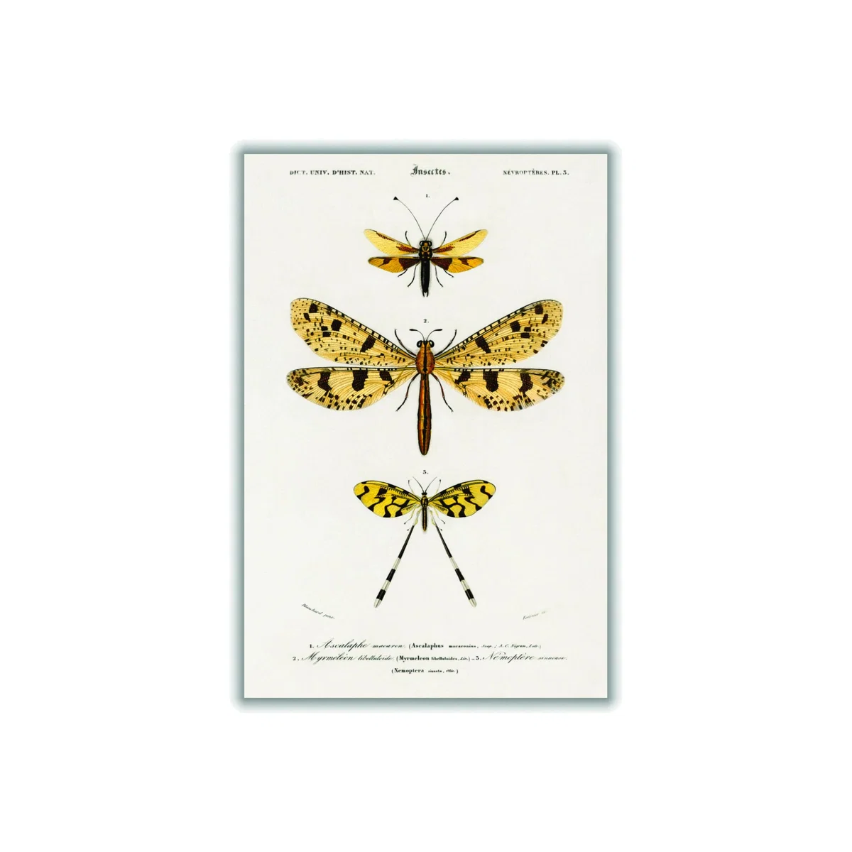 Yellow / Orange Collection Of Insects Ii Print Xxs Stanley Print House – image 1