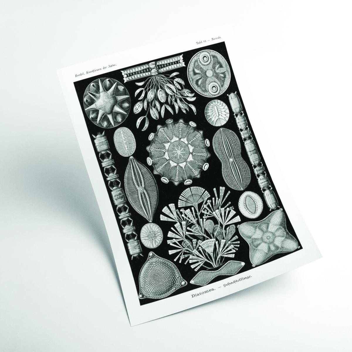 Black Diatomea-Schachtellinge By Ernst Haeckel Medium Stanley Print House – image 2