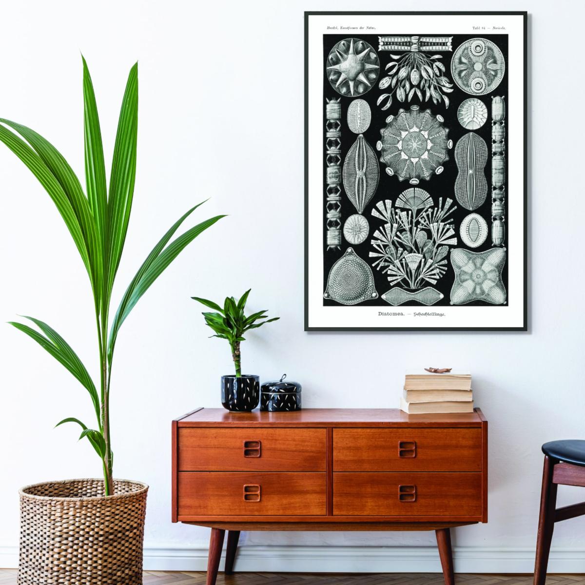 Black Diatomea-Schachtellinge By Ernst Haeckel Medium Stanley Print House – image 3