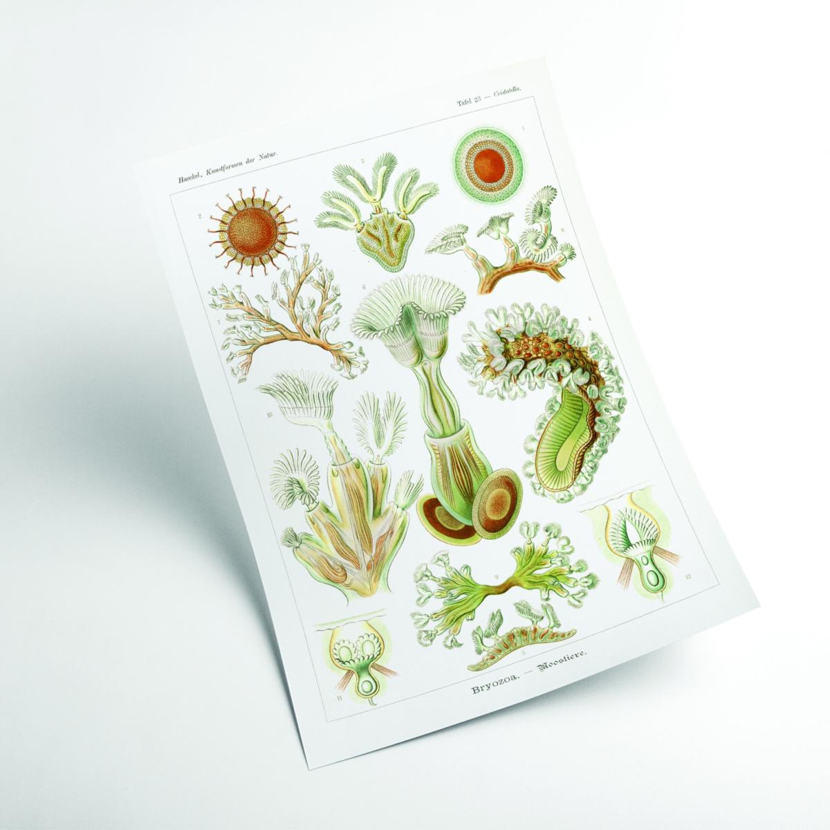 Bryozoa-Moostiere By Ernst Haeckel A2 420 X 594Mm Stanley Print House – image 2