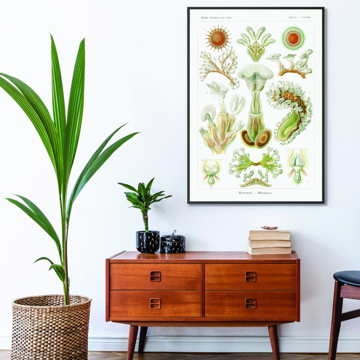 Bryozoa-Moostiere By Ernst Haeckel A2 420 X 594Mm Stanley Print House – image 3