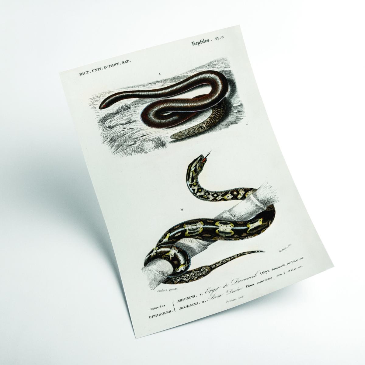 Black Eryx And The Red Tailed Boa Print A2 420 X 594Mm Stanley Print House – image 2