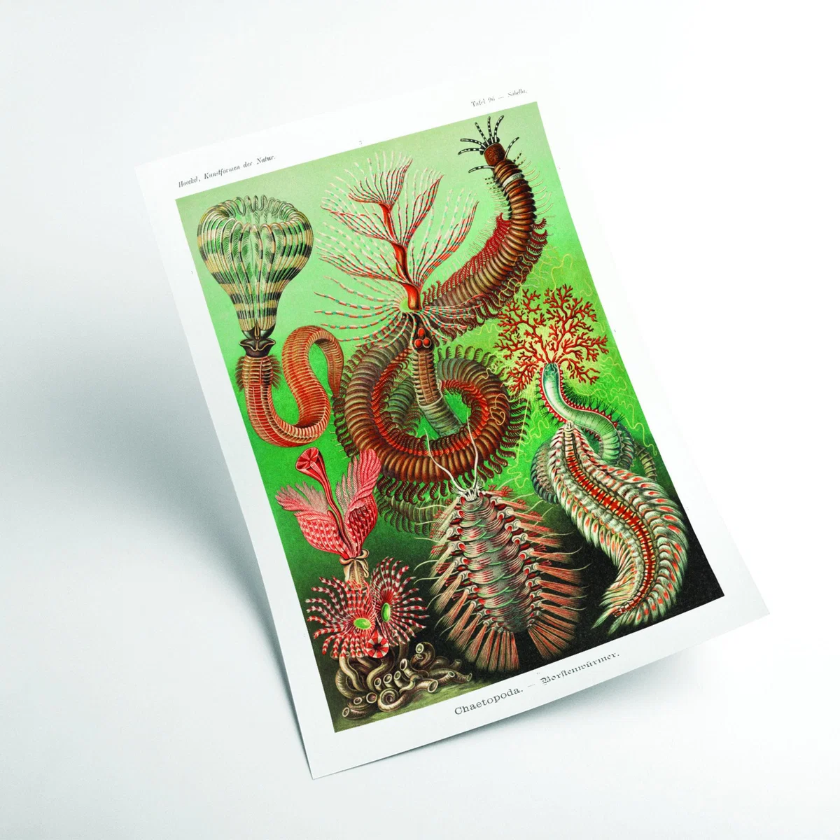 Green Chaetopoda-Borstenwürmer By Ernst Haeckel A1 594 X 841Mm Stanley Print House – image 2