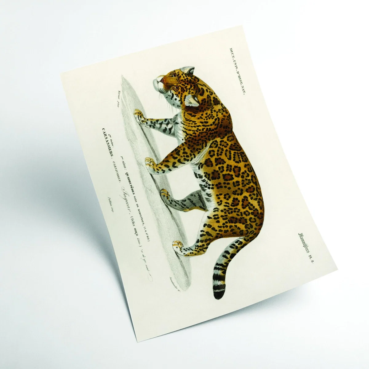 Gold Jaguar A3 297 X 420Mm Stanley Print House – image 2
