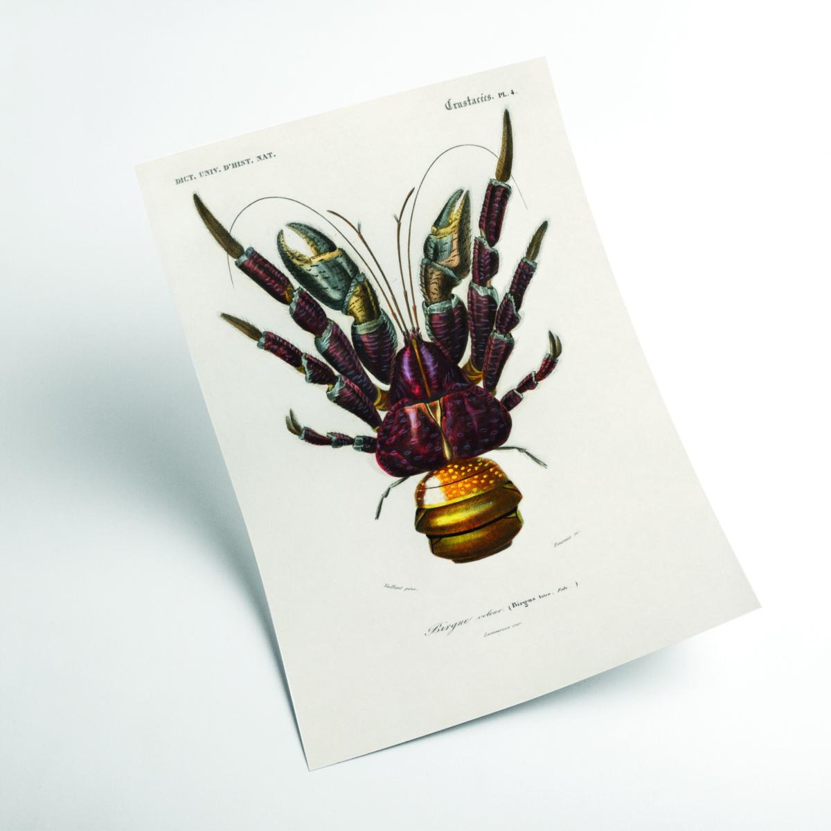 Brown Coconut Crab A4 210 X 297Mm Stanley Print House – image 2