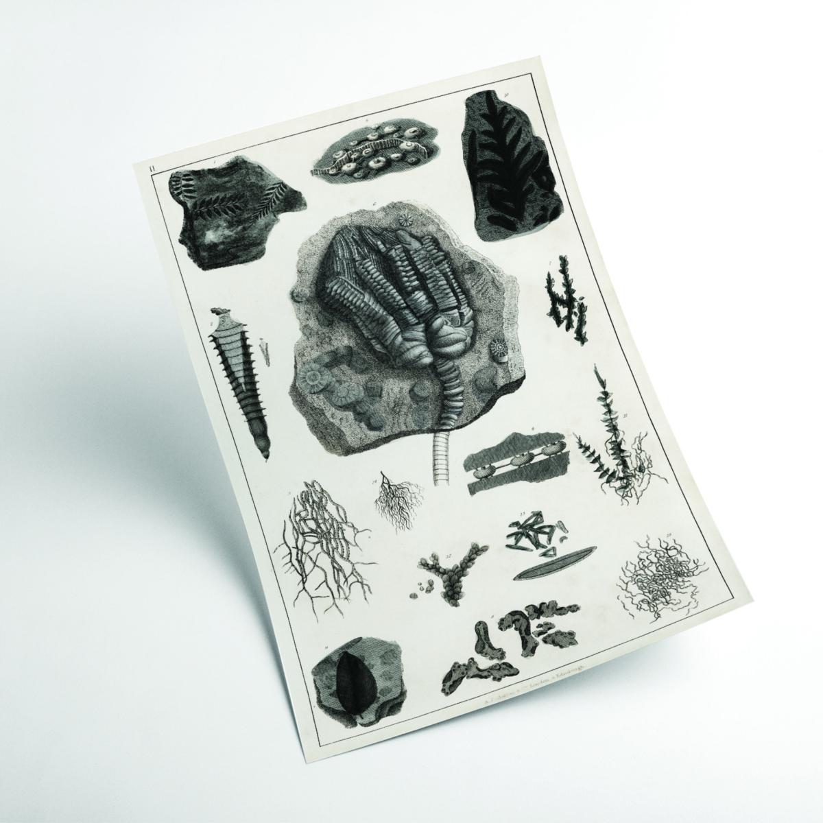 Black Collection Of Fossils Ii Print A4 210 X 297Mm Stanley Print House – image 2