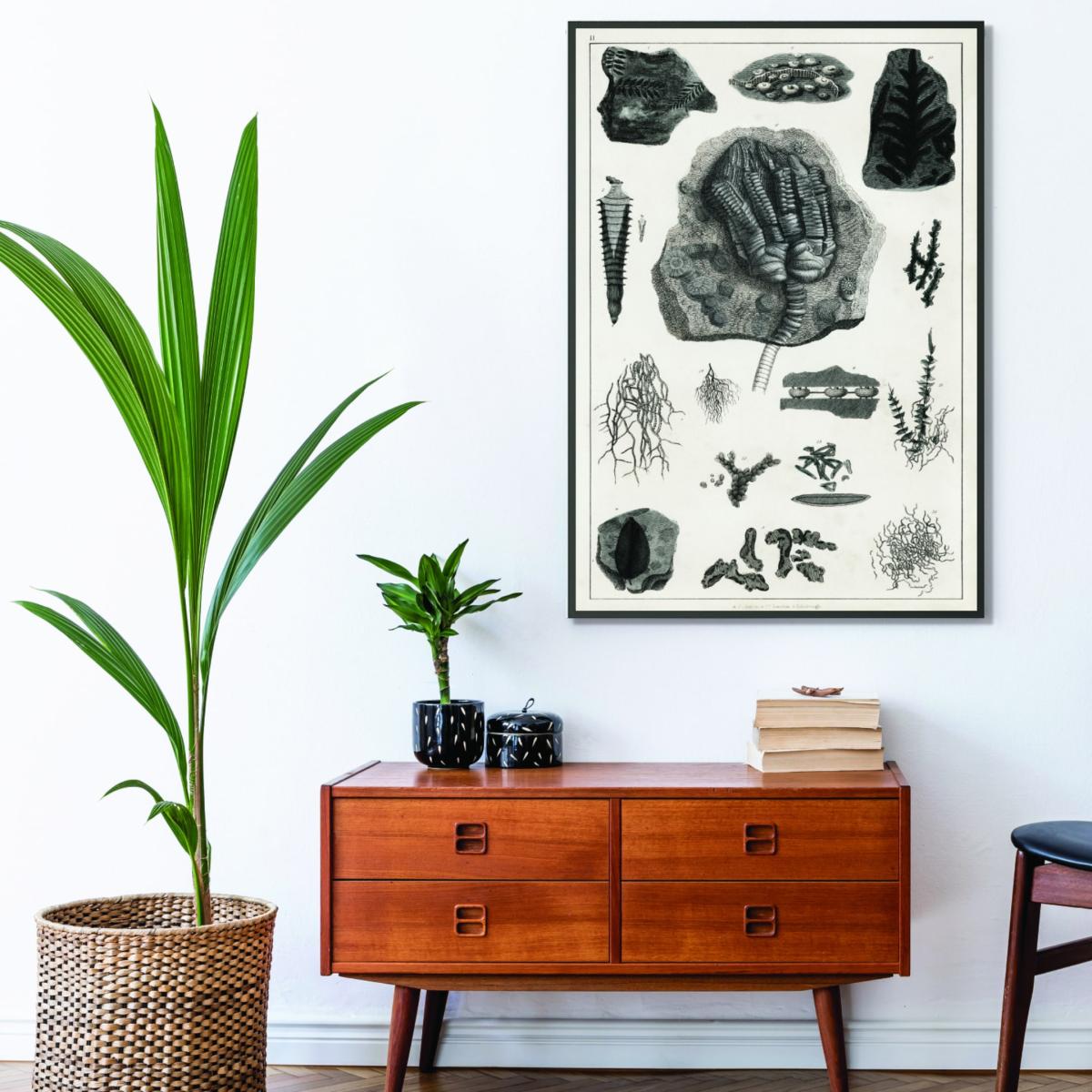 Black Collection Of Fossils Ii Print A4 210 X 297Mm Stanley Print House – image 3