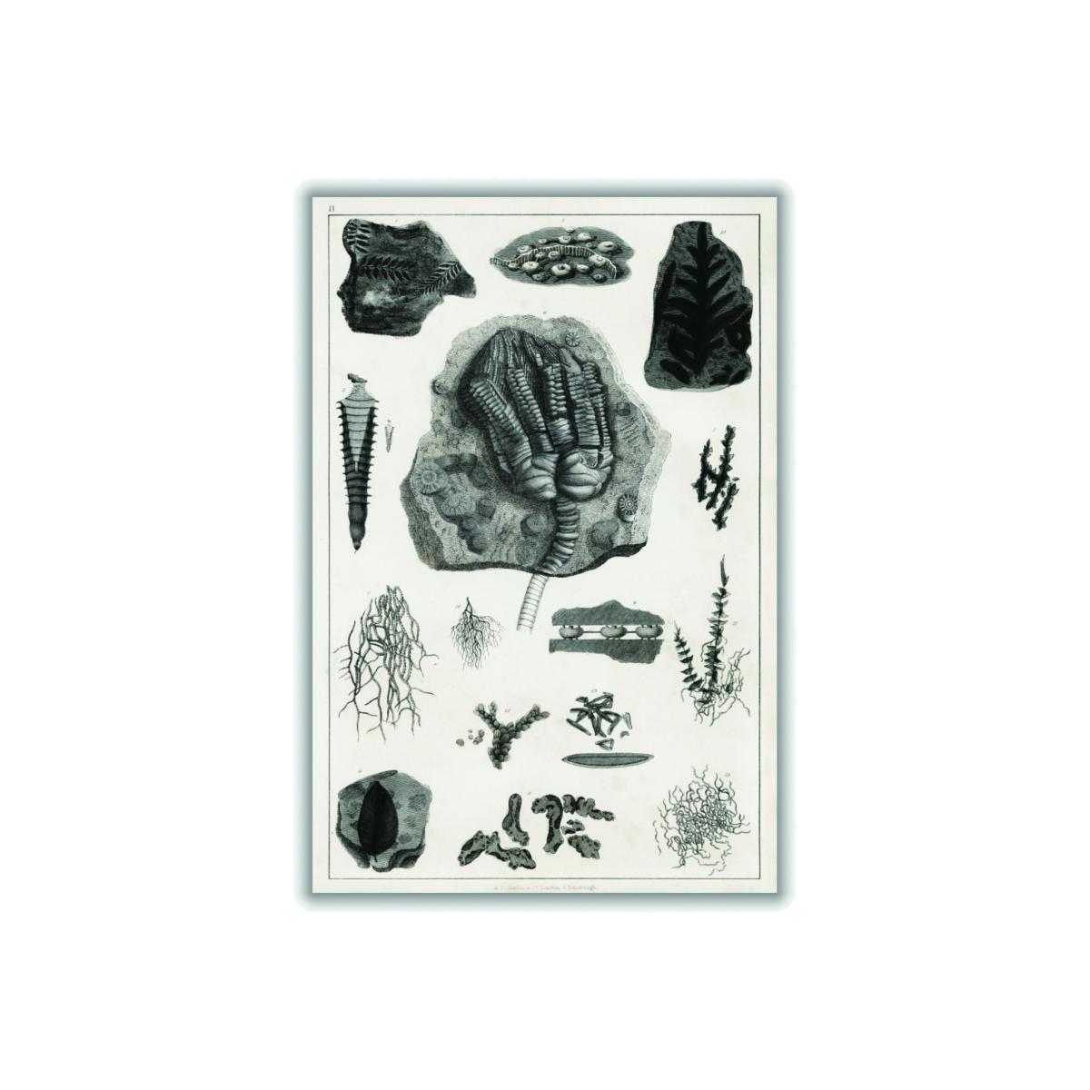 Black Collection Of Fossils Ii Print A4 210 X 297Mm Stanley Print House – image 1