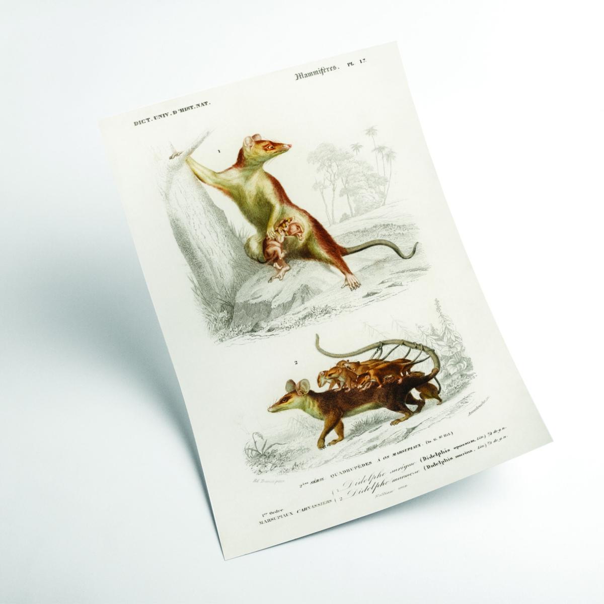 Brown Natural History - Opossum Extra Large Stanley Print House – image 2