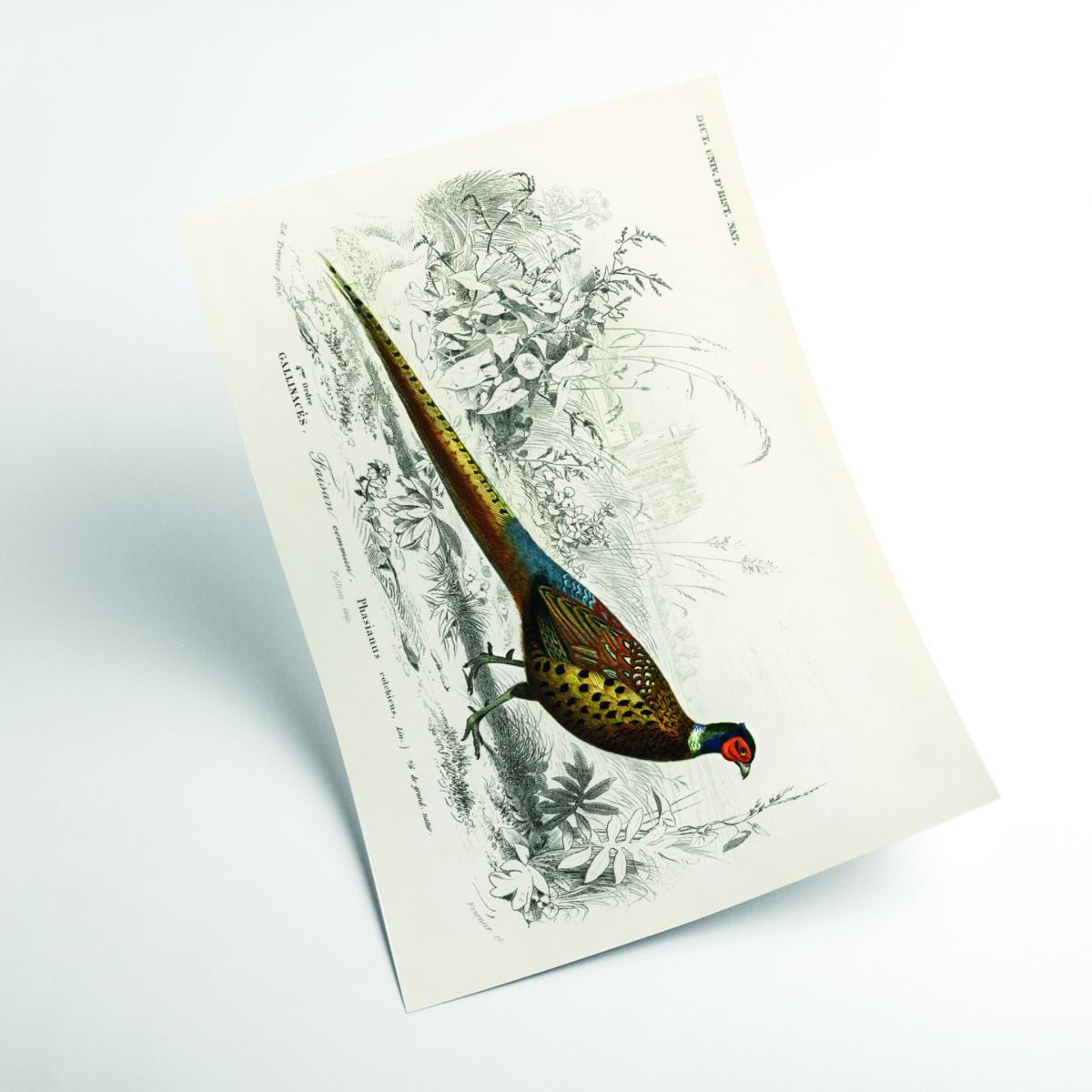 Ring-Neckrd Pheasant Large Stanley Print House – image 2