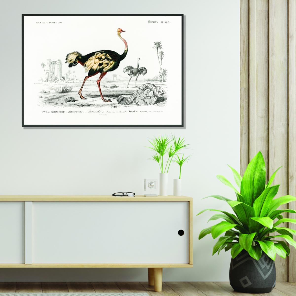 Black Ostrich A3 297 X 420Mm Stanley Print House – image 3