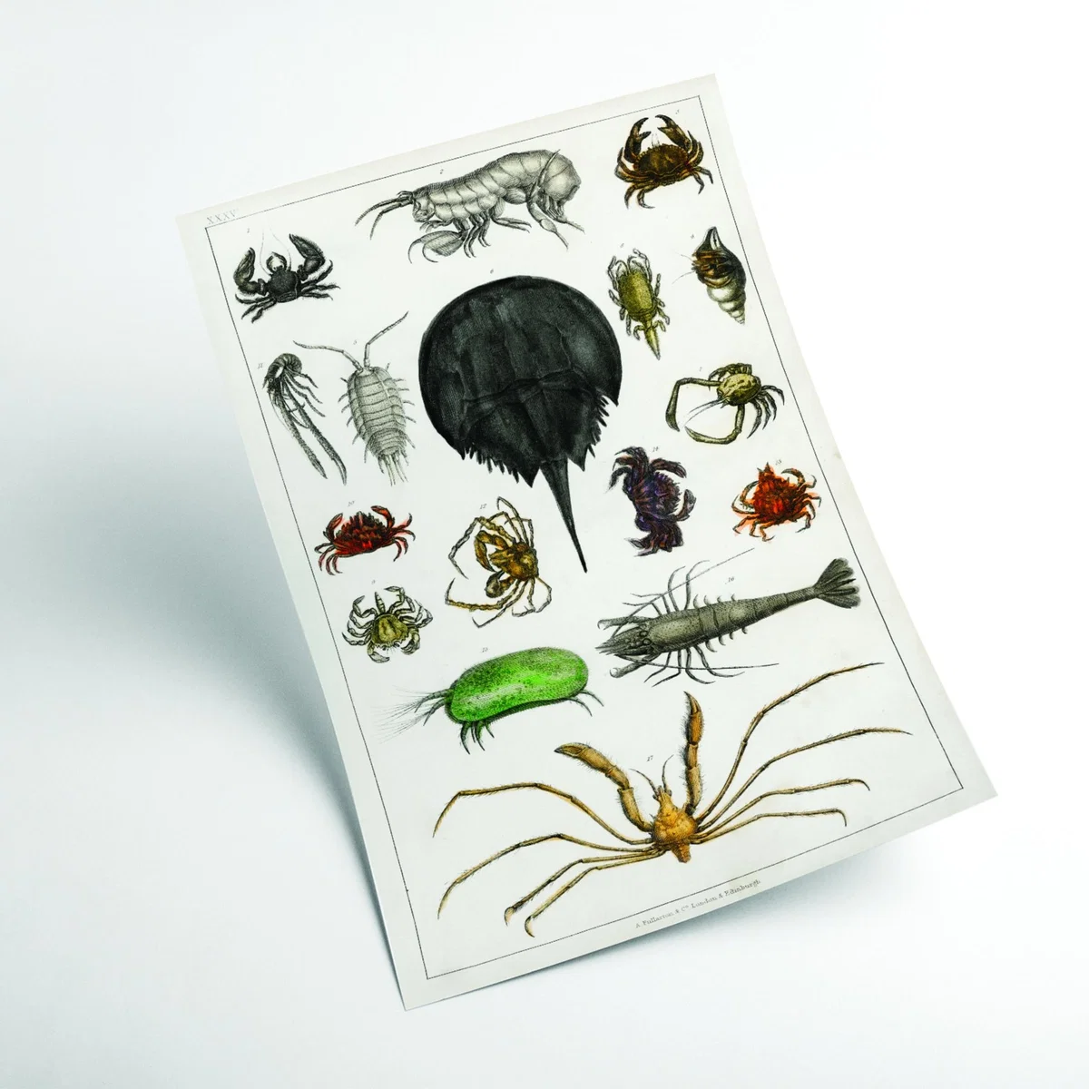 Collection Of Arthropods Print Xxs Stanley Print House – image 2