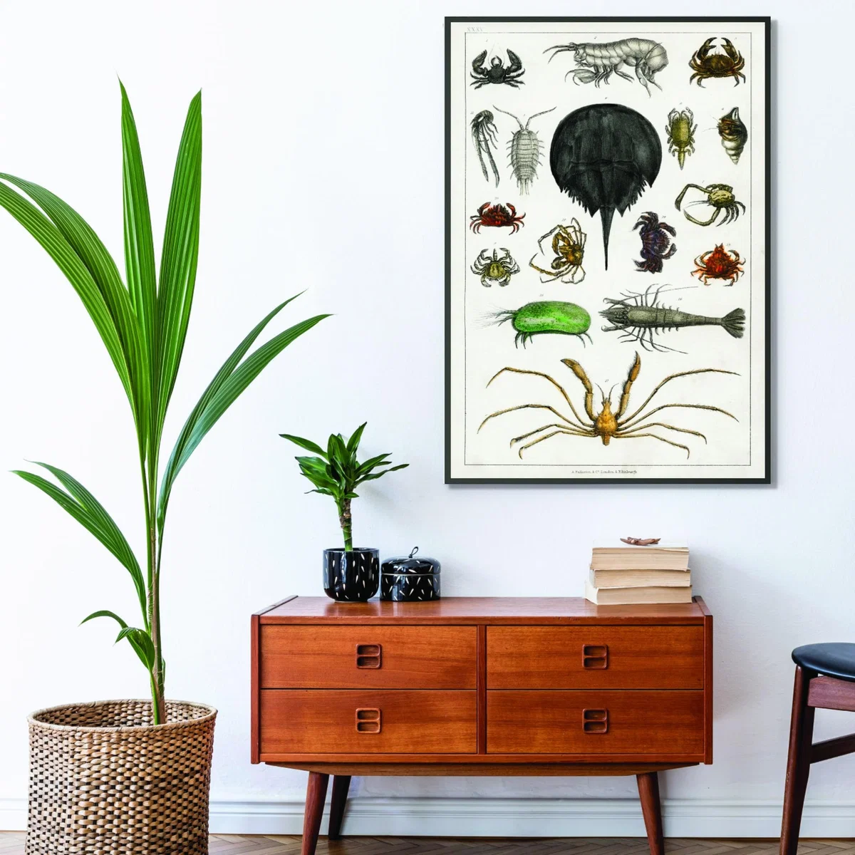 Collection Of Arthropods Print Xxs Stanley Print House – image 3