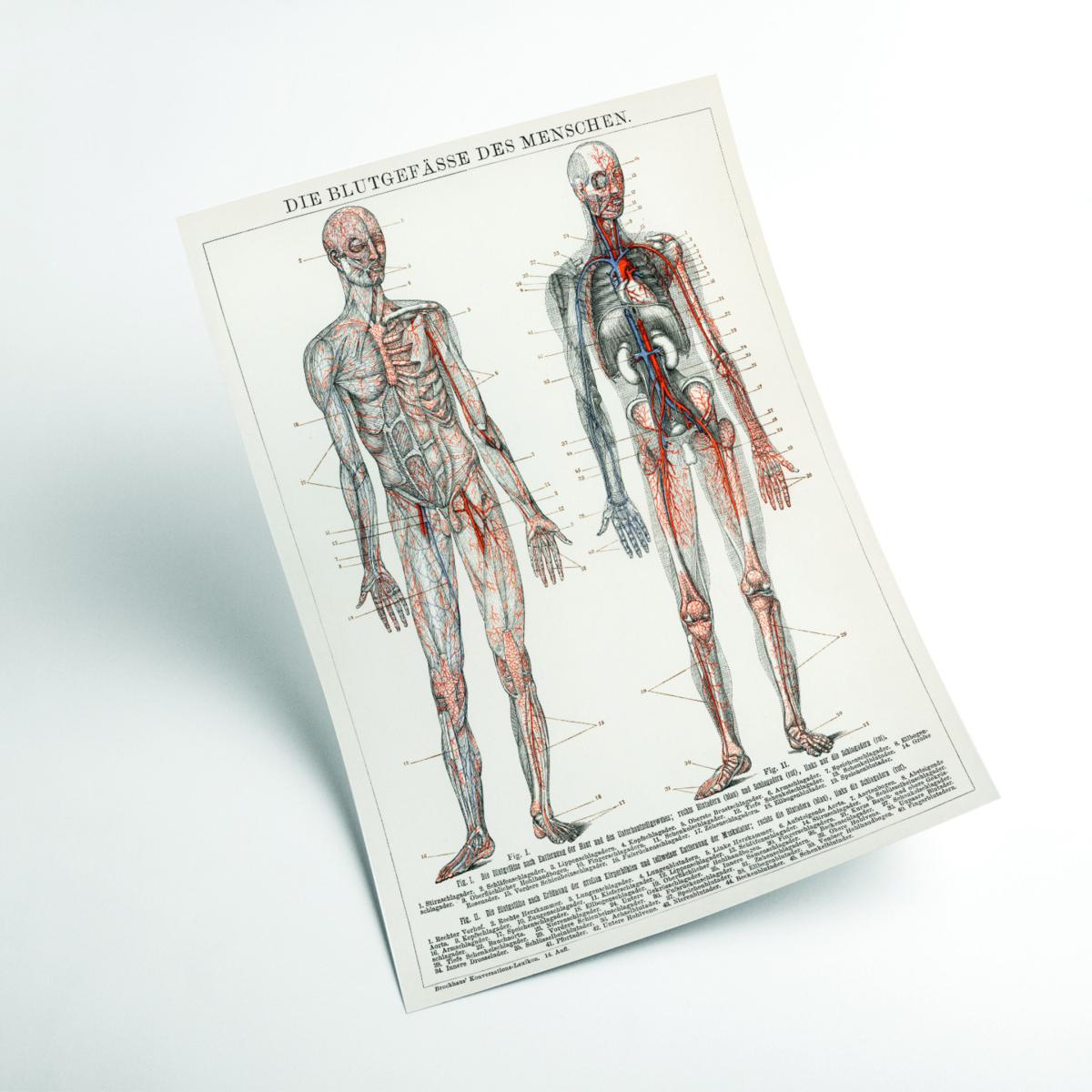 Neutrals Human Blood Vessels And Cardiovascular System A2 420 X 594Mm Stanley Print House – image 2