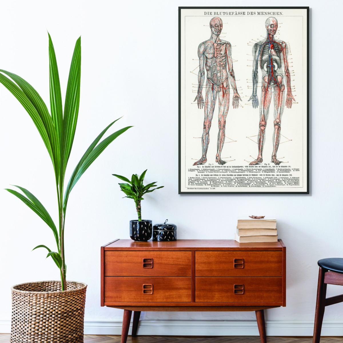 Neutrals Human Blood Vessels And Cardiovascular System A2 420 X 594Mm Stanley Print House – image 3