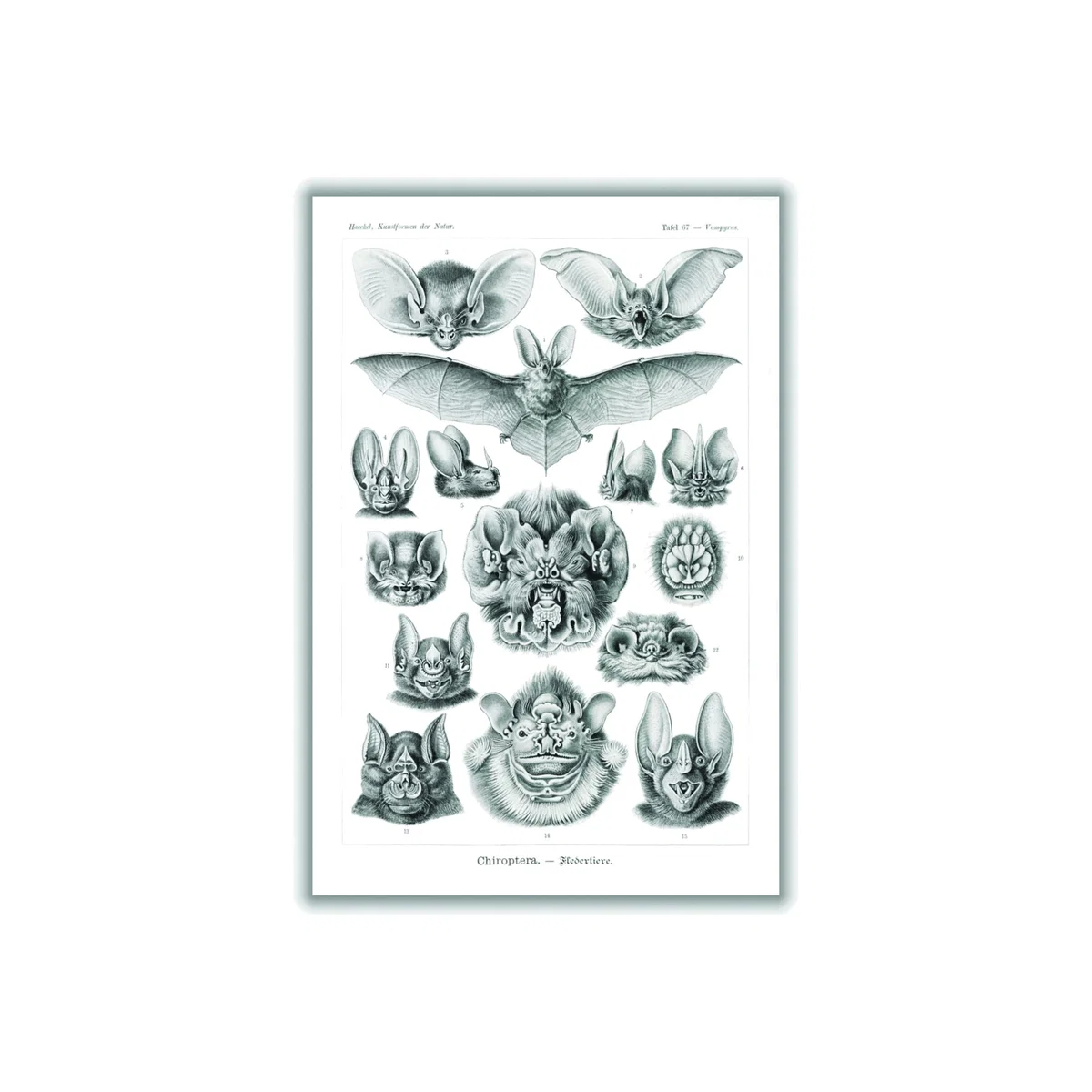 Grey Chiroptera-Fledertiere By Ernst Haeckel A1 594 X 841Mm Stanley Print House – image 1