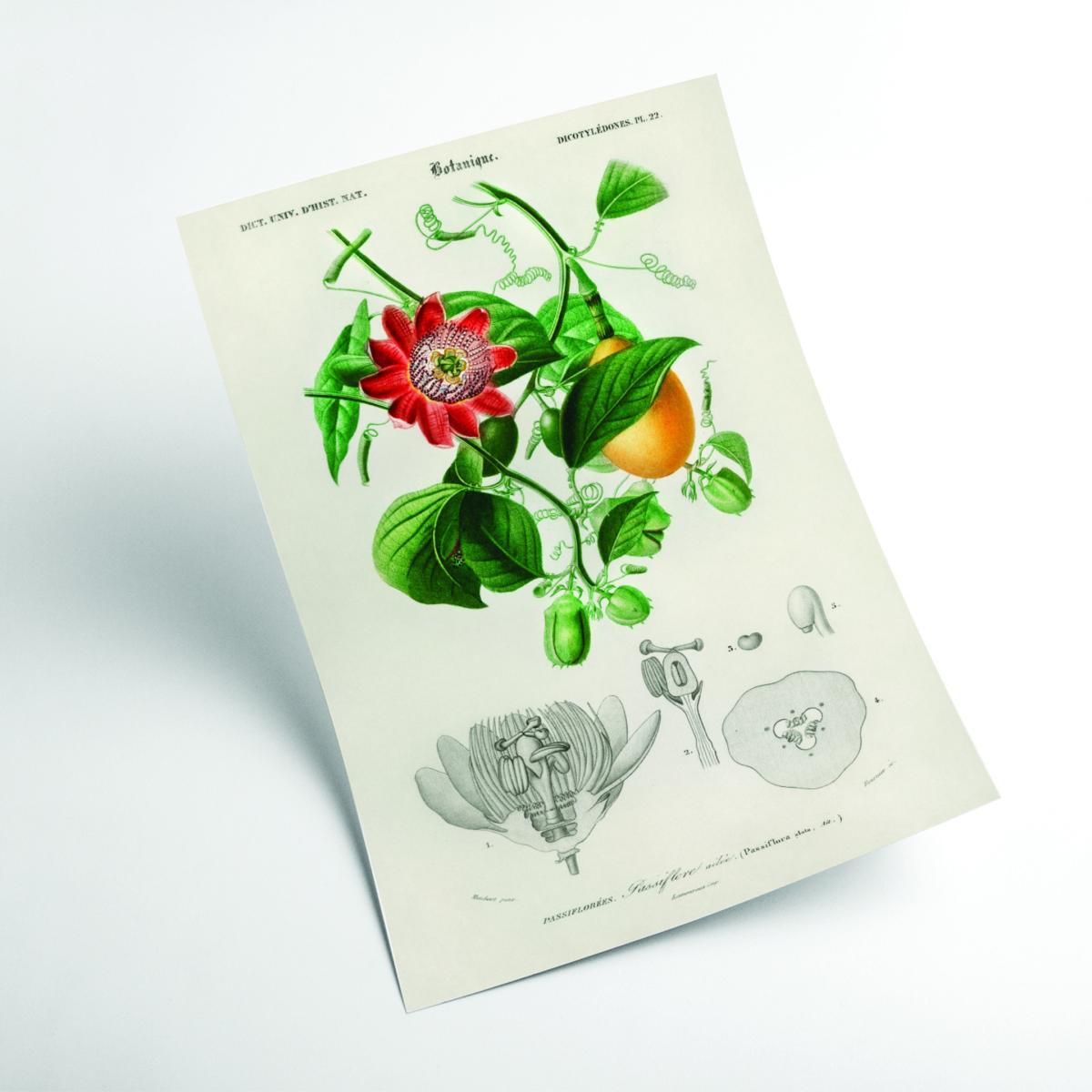 Green Passiflore Ailee A1 594 X 841Mm Stanley Print House – image 2