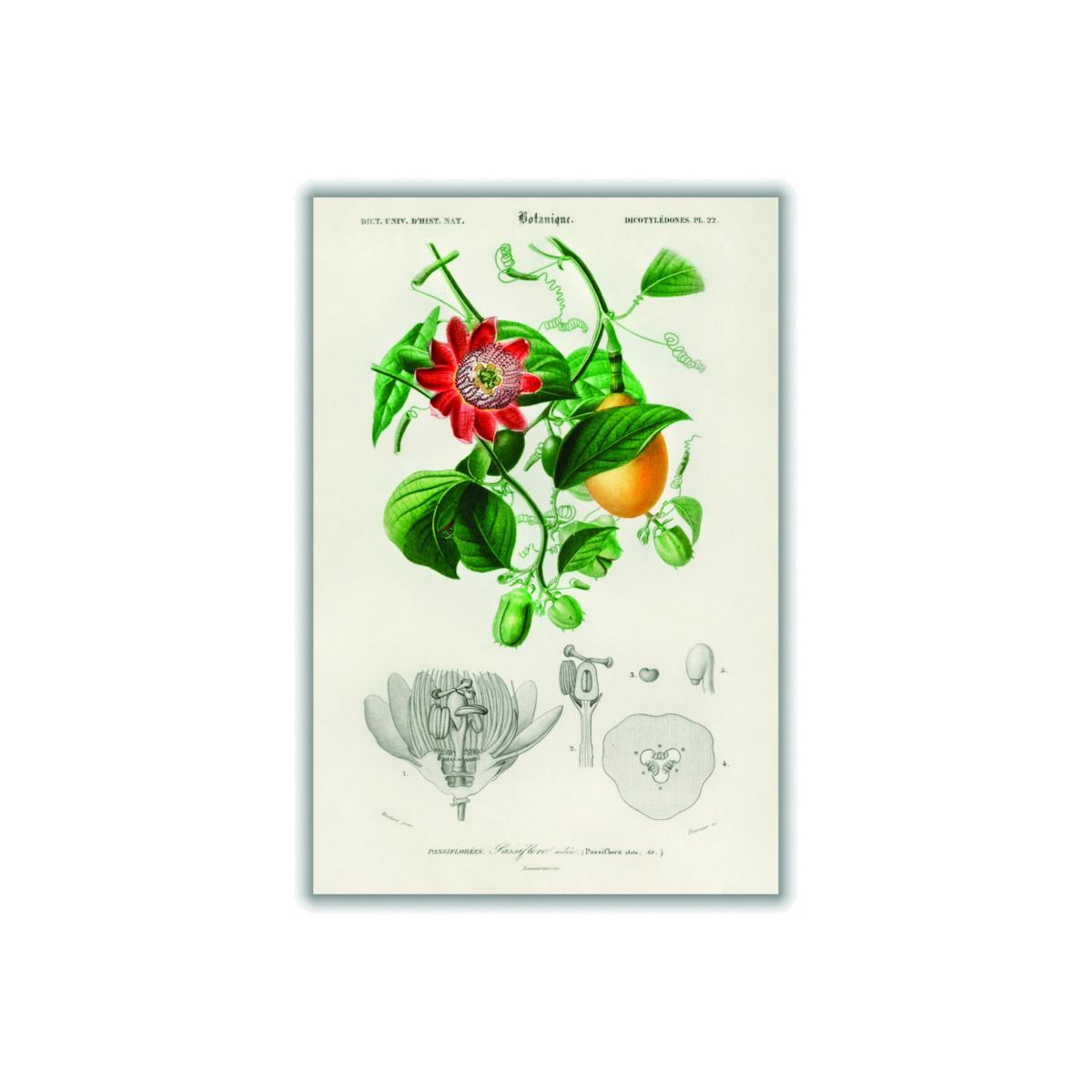 Green Passiflore Ailee A1 594 X 841Mm Stanley Print House – image 1