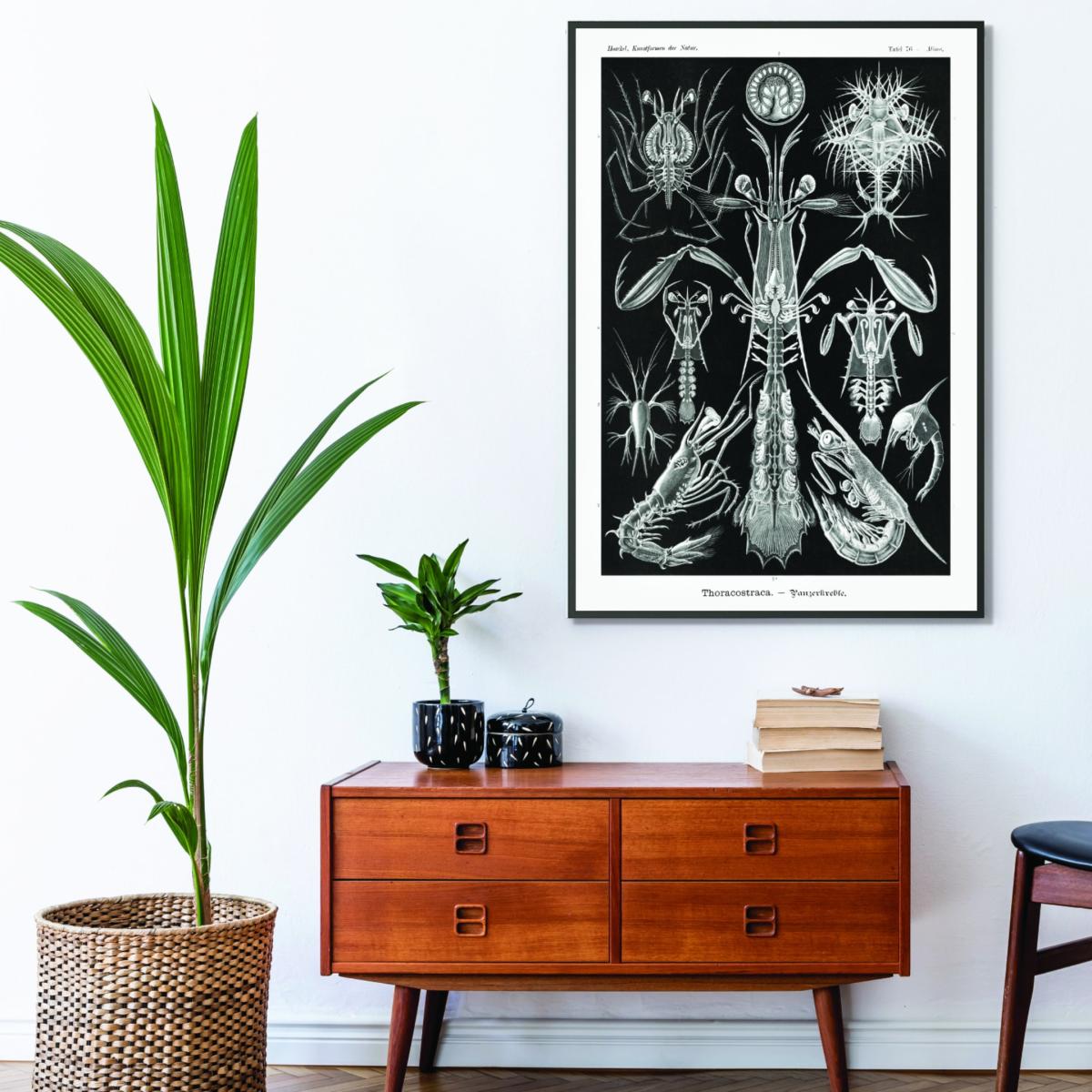 Grey Thoracostraca-Panzerkrebse By Ernst Haeckel A4 210 X 297Mm Stanley Print House – image 3