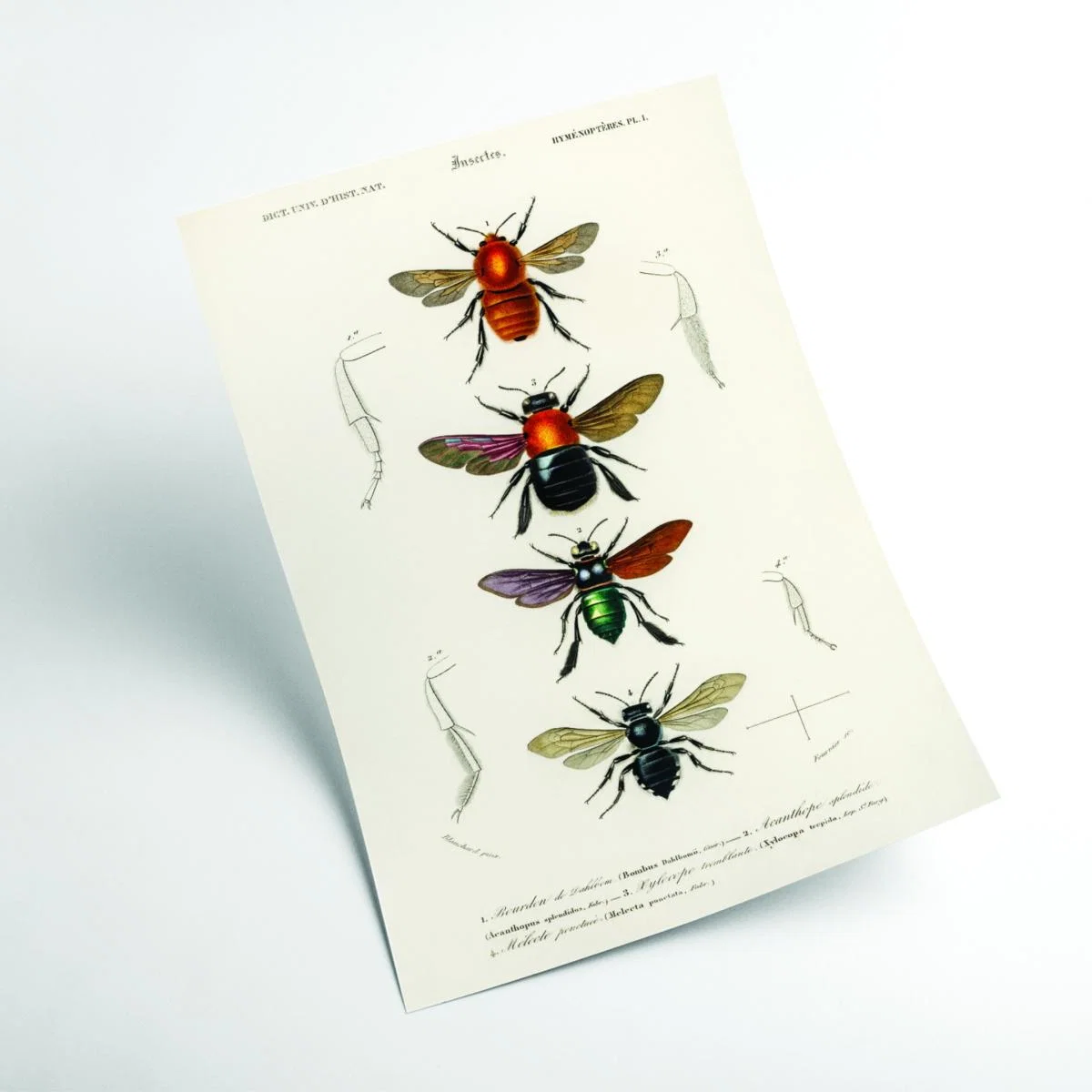 Yellow / Orange Natural History - Different Types Of Insects 1 Extra Small Stanley Print House – image 2