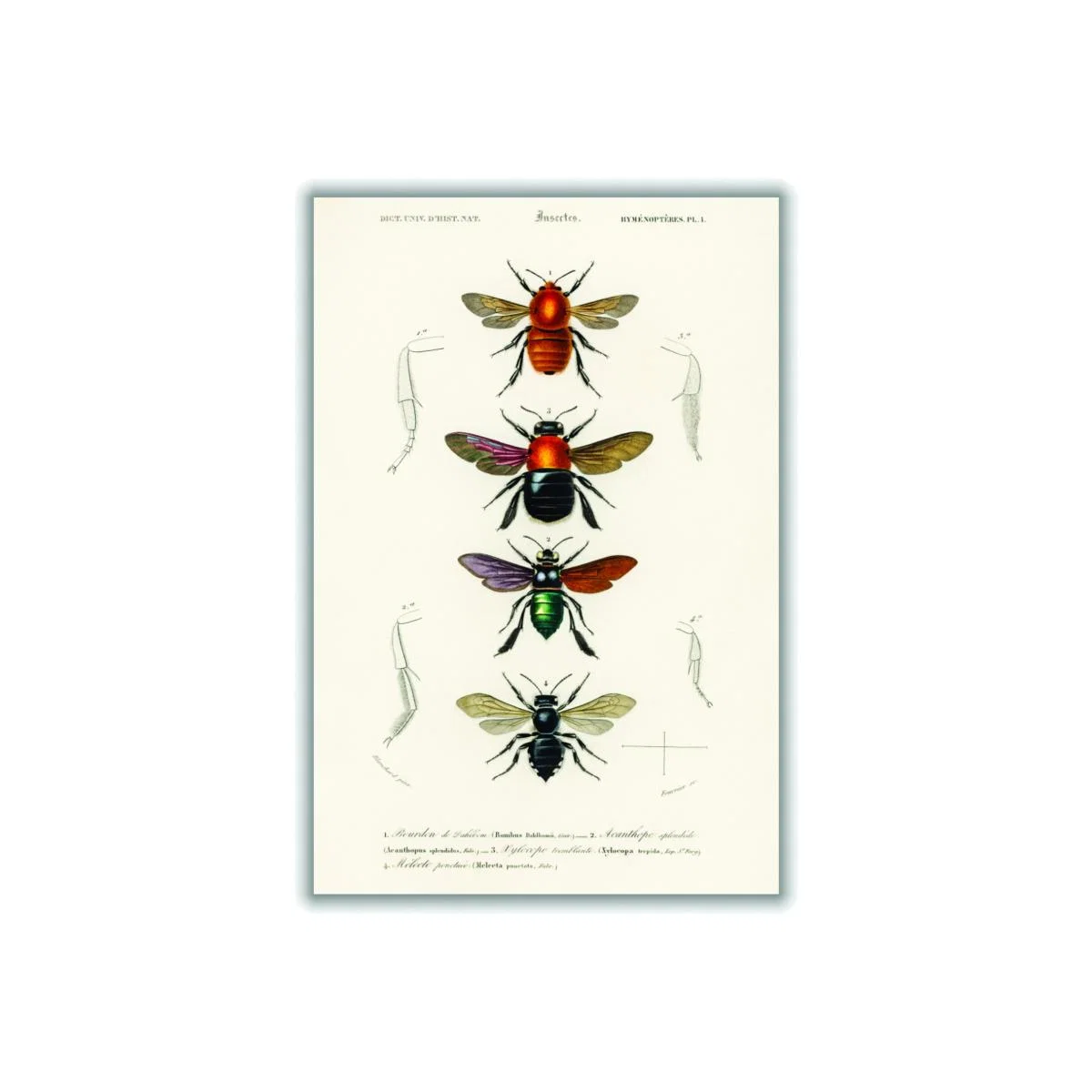 Yellow / Orange Natural History - Different Types Of Insects 1 Extra Small Stanley Print House – image 1