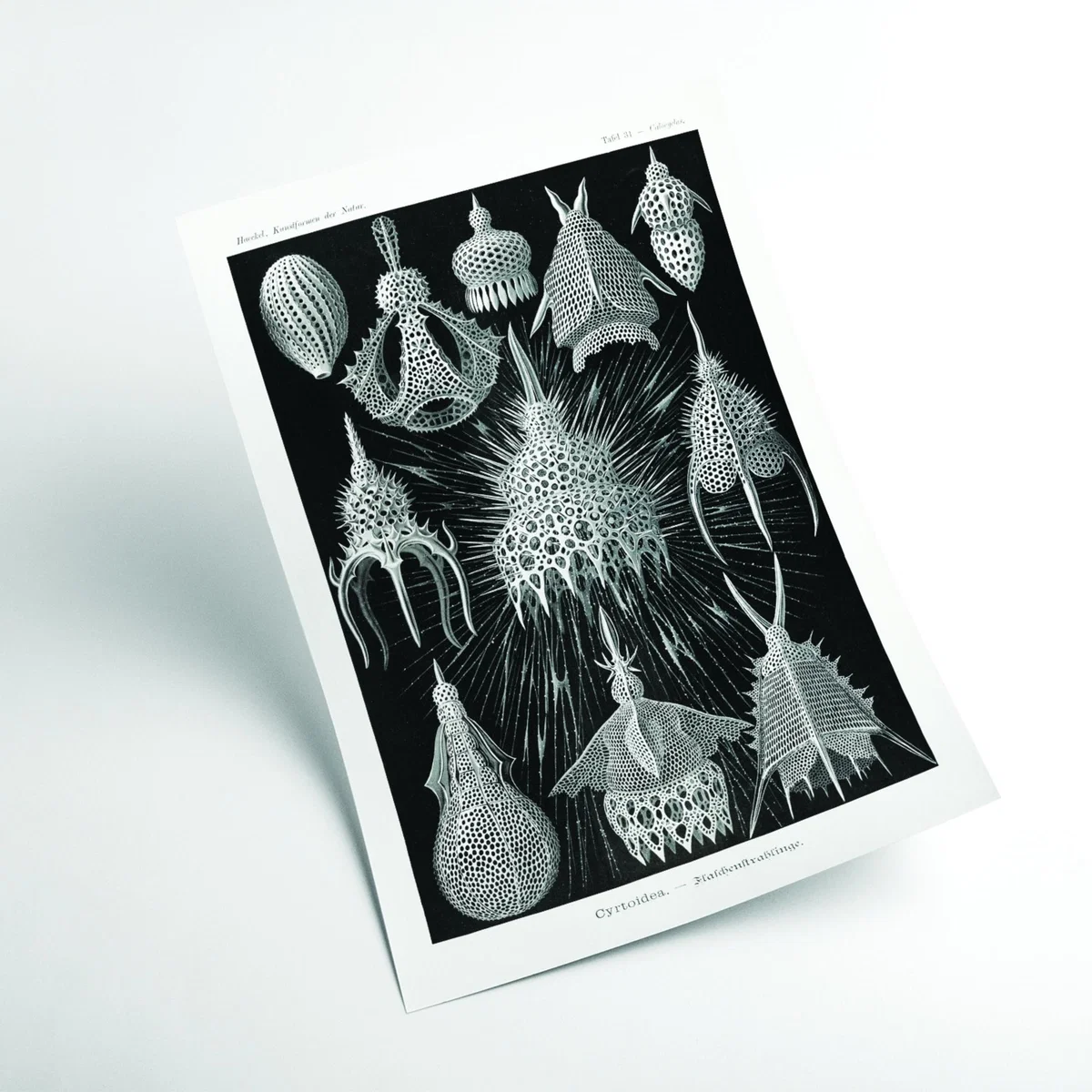 Grey Crytoidea-Flaschenstrahlinge By Ernst Haeckel Extra Large Stanley Print House – image 2