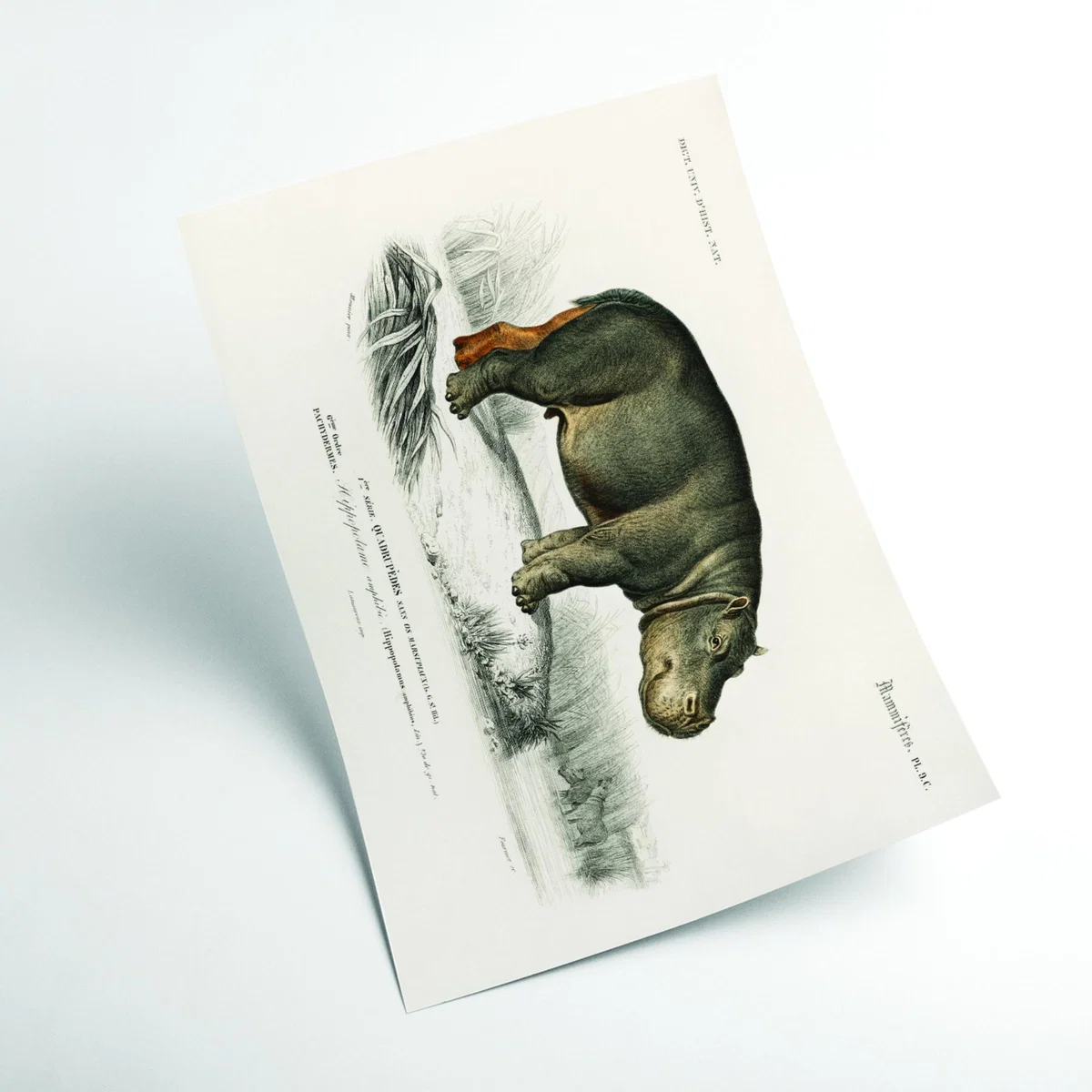Grey Hippopotamus Extra Small Stanley Print House – image 2
