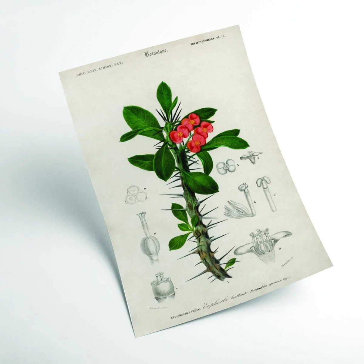 Euphorbia Splendens Medium Stanley Print House – image 2