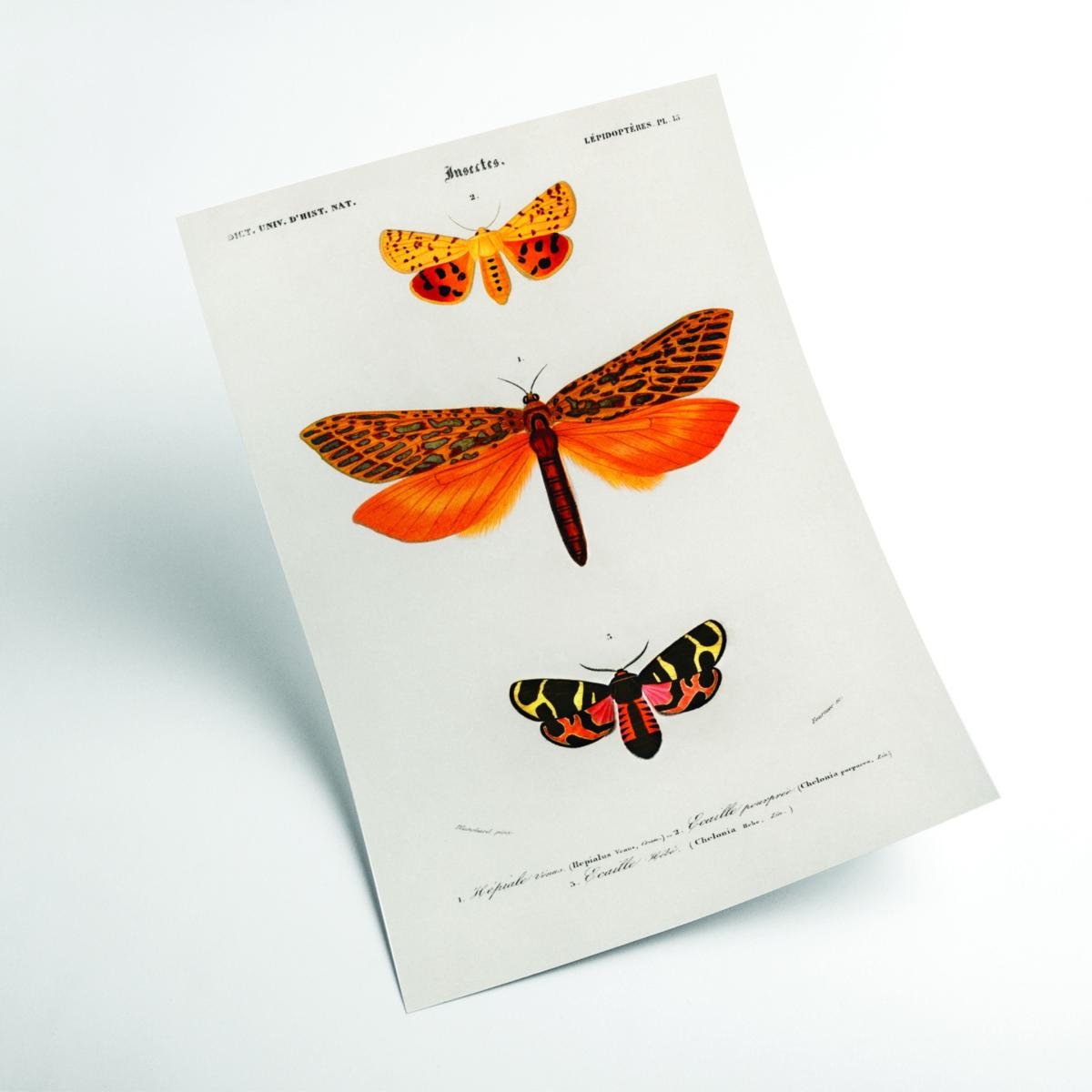 Yellow / Orange Natural History - Different Types Of Moths 1 Extra Small Stanley Print House – image 2