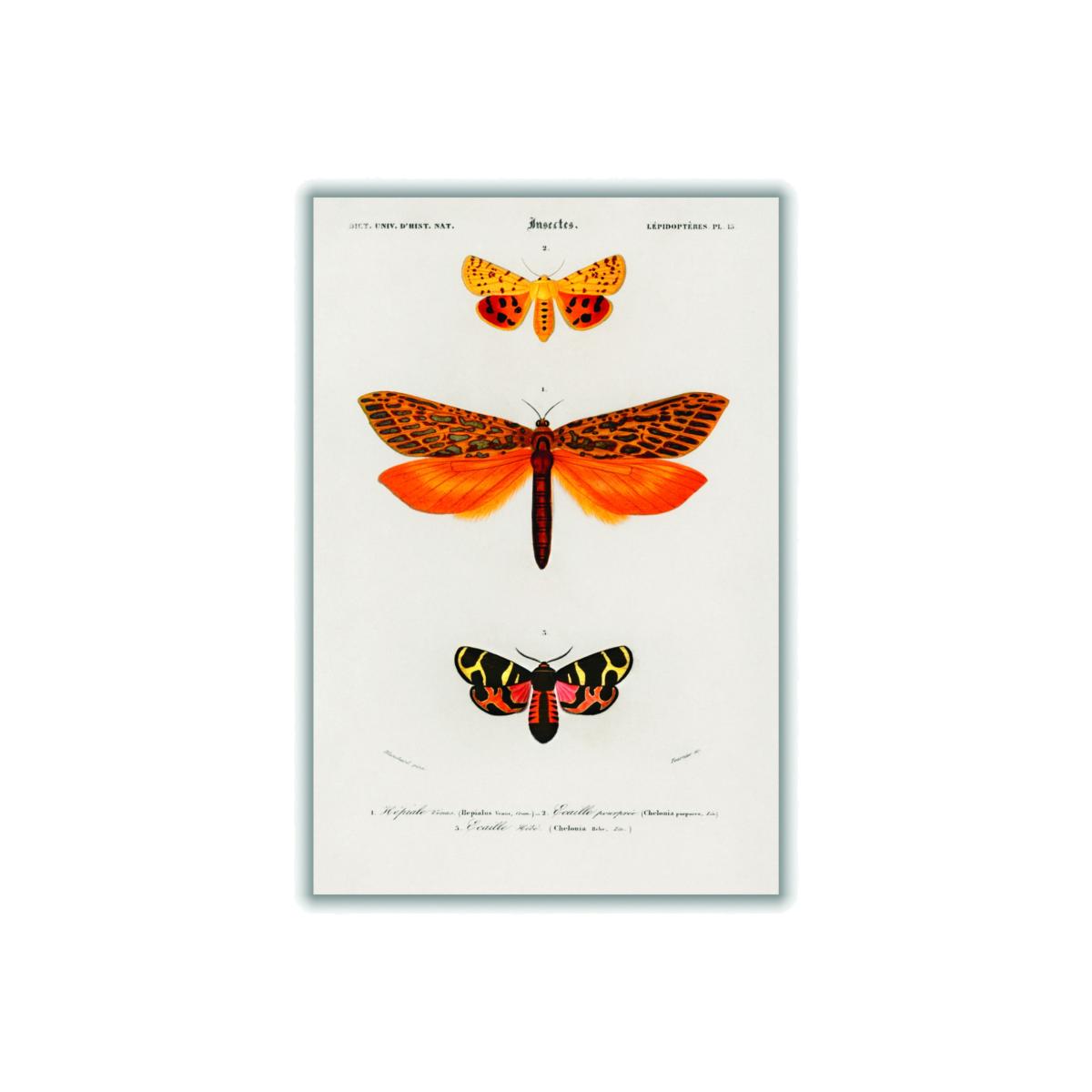 Yellow / Orange Natural History - Different Types Of Moths 1 Extra Small Stanley Print House – image 1