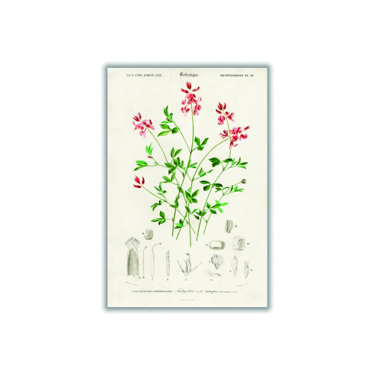 Indigofera Procumbens Print Extra Large Stanley Print House – image 1