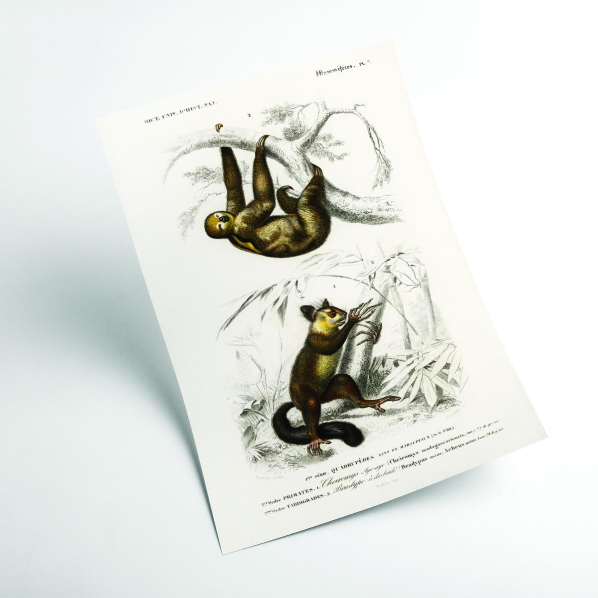 Brown Three-Toed Sloth & Aye-Aye Extra Small Stanley Print House – image 2