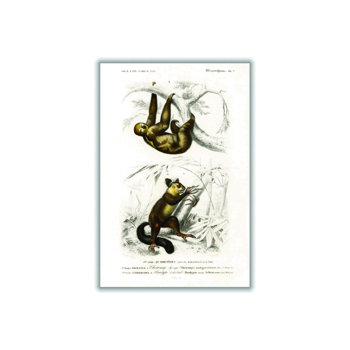 Brown Three-Toed Sloth & Aye-Aye Extra Small Stanley Print House – image 1