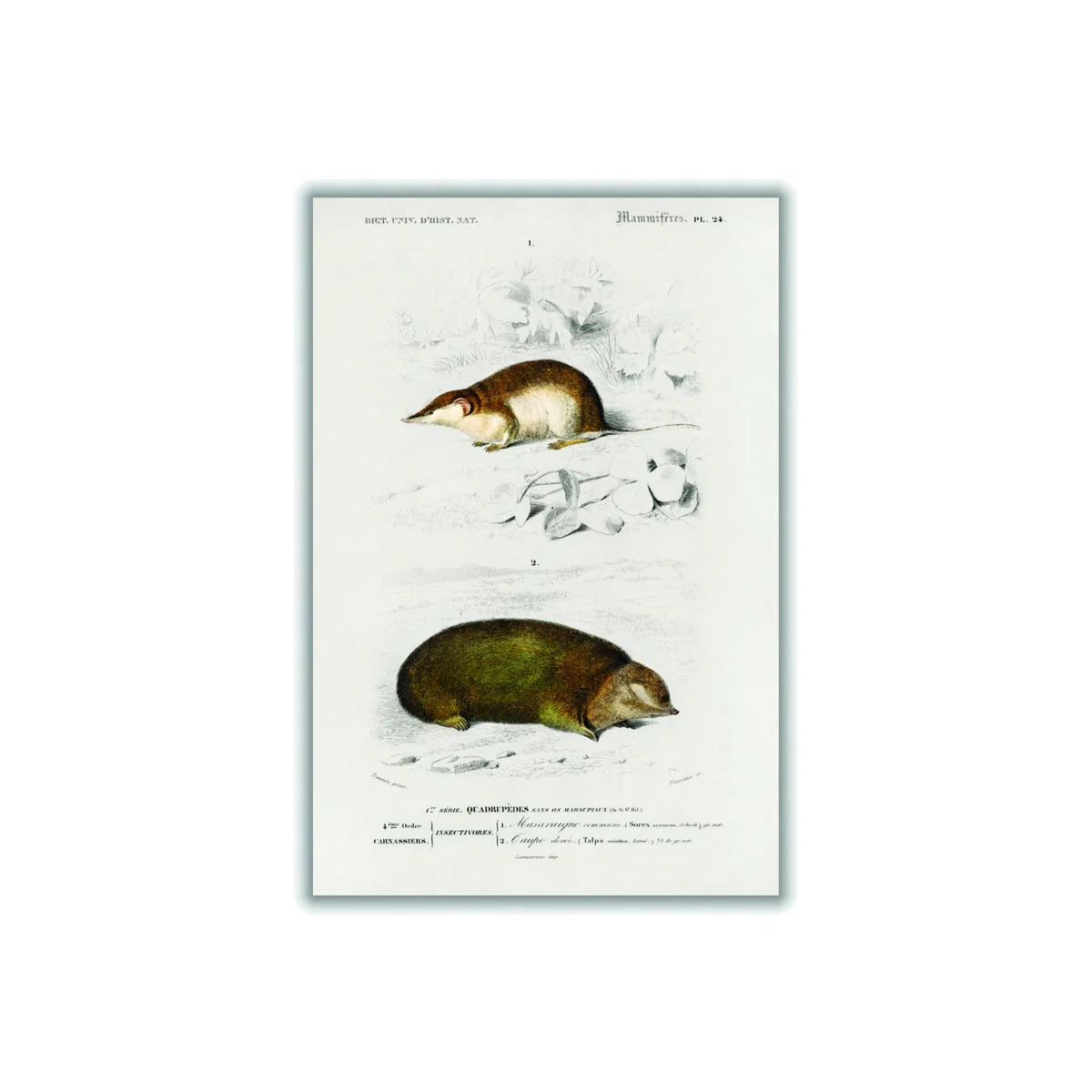 Shrew Brown A2 420 X 594Mm Stanley Print House – image 1