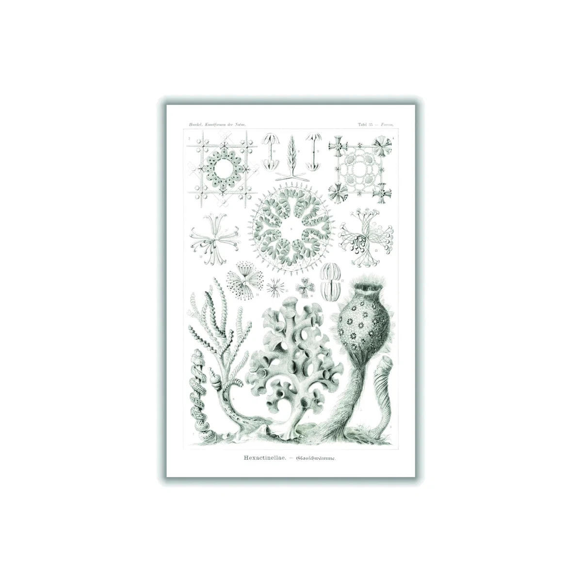 Grey Hexactinellae-Glasschwämme By Ernst Haeckel A2 420 X 594Mm Stanley Print House – image 1