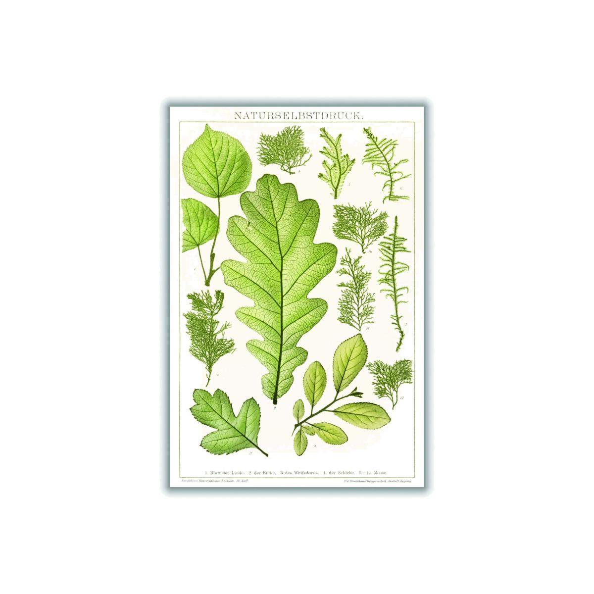 Green Various Leaves A3 297 X 420Mm Stanley Print House – image 1