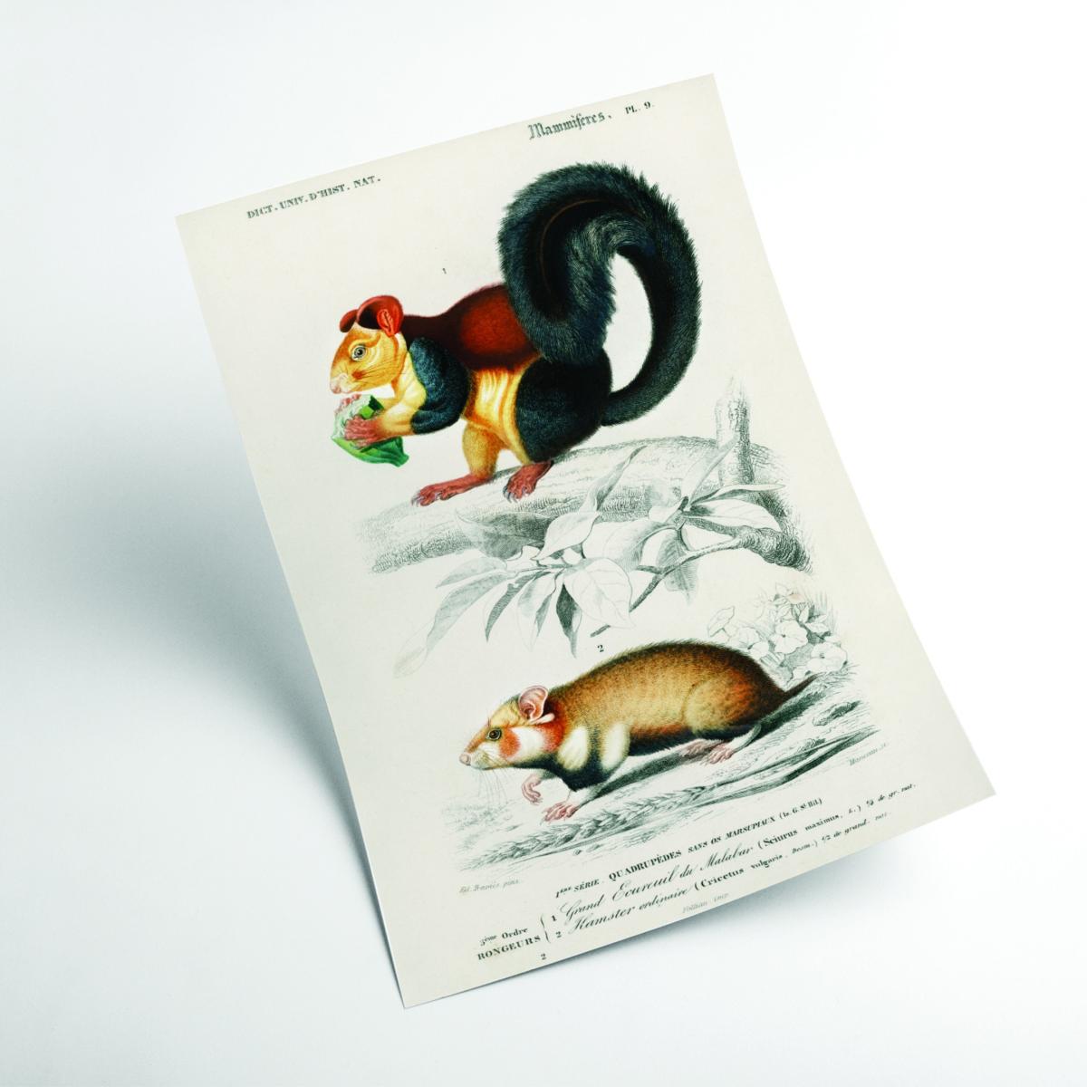 Squirrel And Hamster Xxs Stanley Print House – image 2