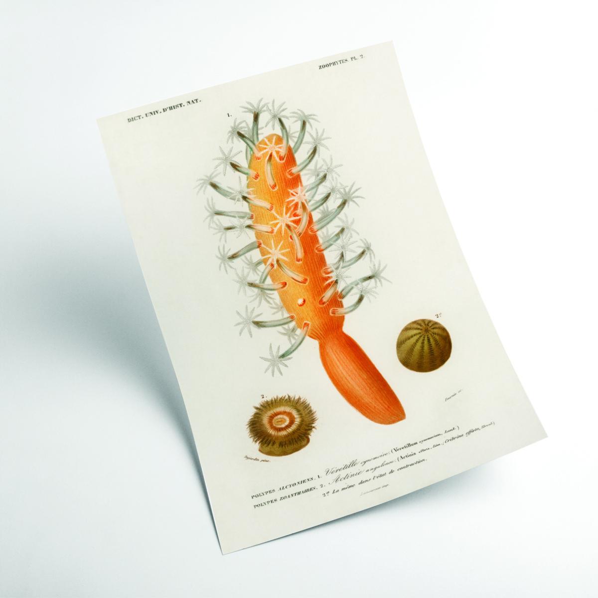 Yellow / Orange Veretillum Cynomorium, Sea Carrot, Actinia Effoeta, Sea Anemone A3 297 X 420Mm Stanley Print House – image 2