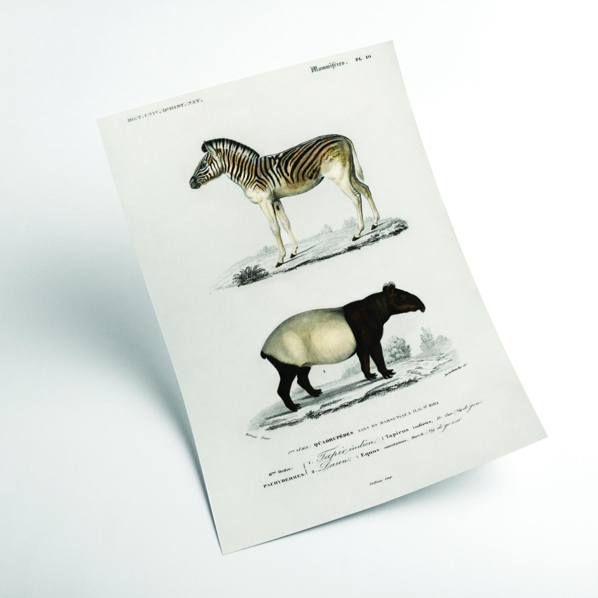 Malayan Tapir & Mountain Zebra A3 297 X 420Mm Stanley Print House – image 2