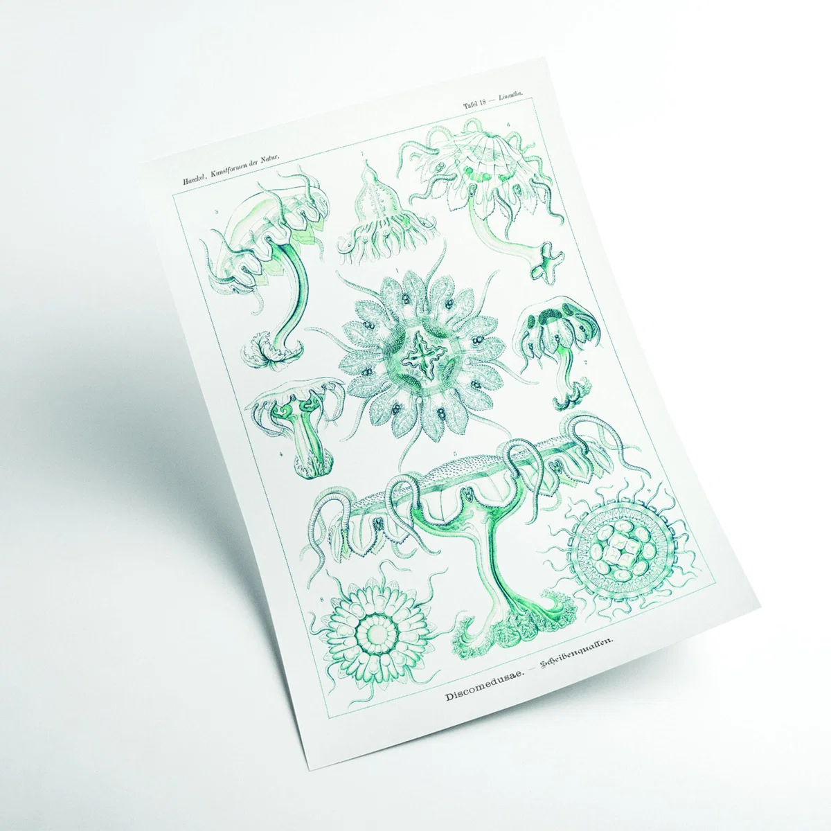 Blue Discomedusae-Scheibenquallen Iii By Ernst Haeckel A2 420 X 594Mm Stanley Print House – image 2