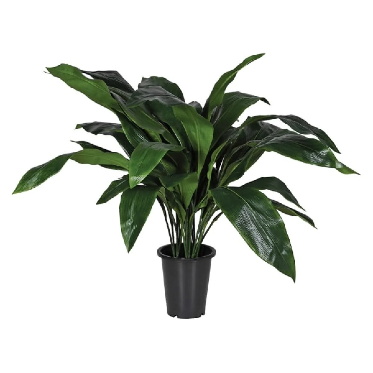 Aspidistra Plant in Black Plastic Pot – image 2