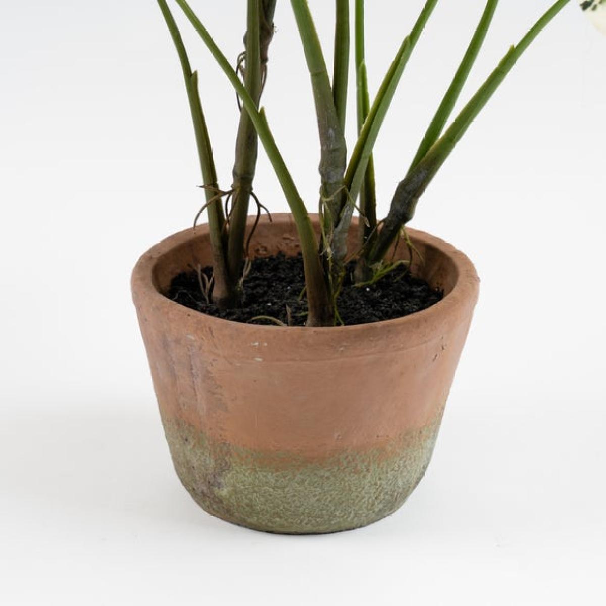 Artificial Alocasia in Cement Plant Pot – image 2
