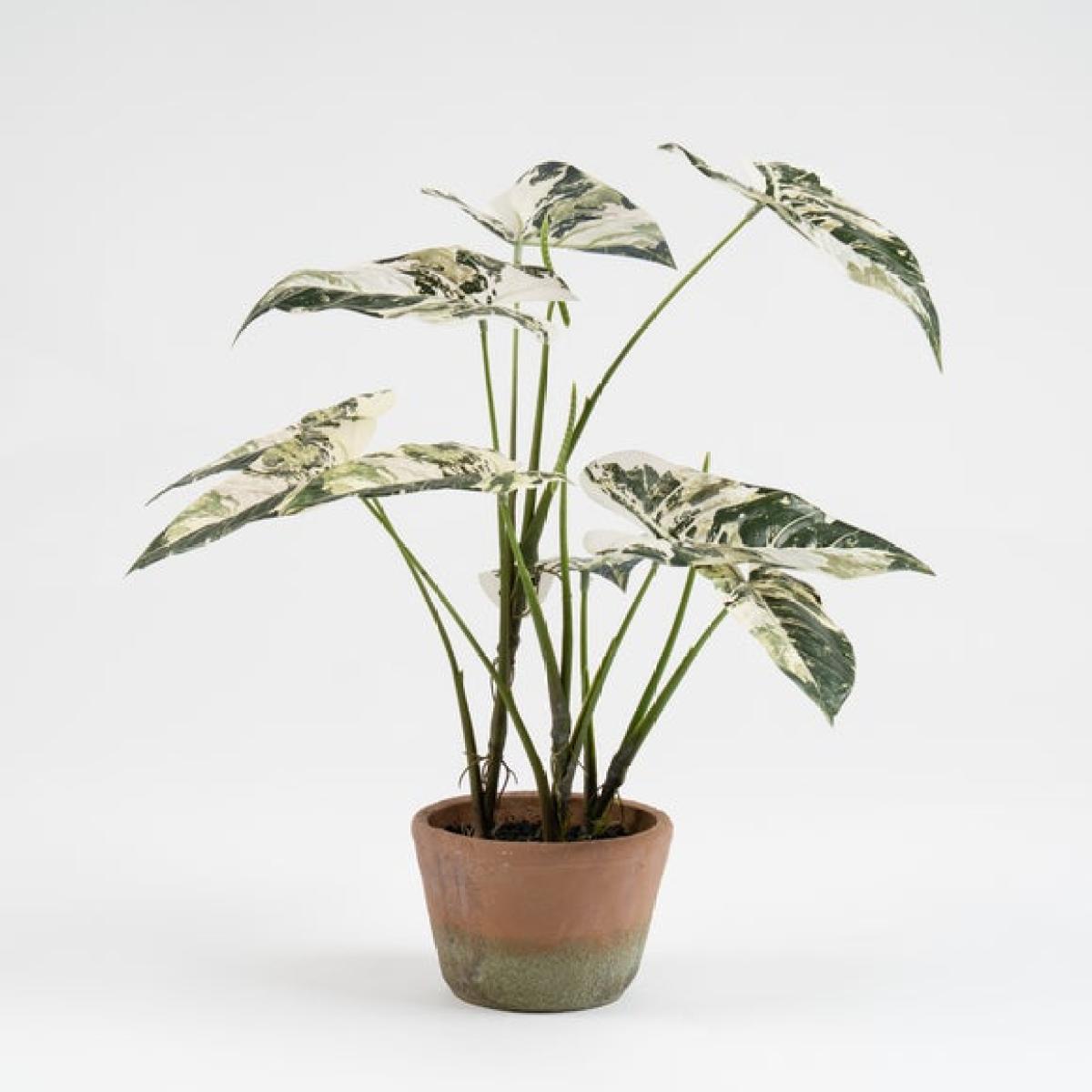 Artificial Alocasia in Cement Plant Pot – image 3