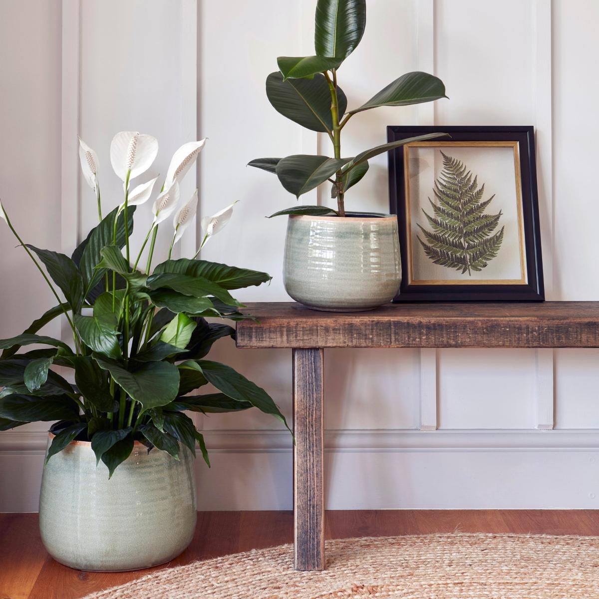 Como Plant Pot SpearMint – image 5